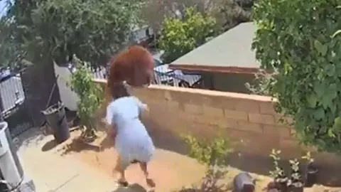 CLIP: Thiếu nữ 17 tuổi tay không đánh đuổi gấu nâu để bảo vệ thú cưng và cái kết đáng tự hào