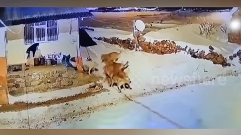 CLIP: Chó nhà dũng cảm một mình đối đầu bầy sói – Cái kết khiến ai cũng bất ngờ