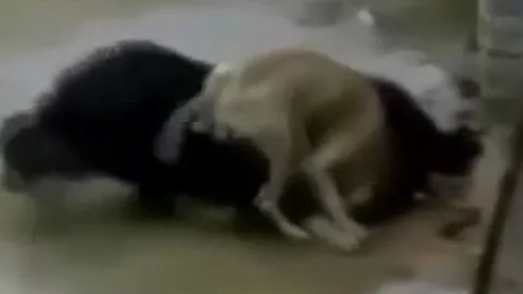 CLIP: Đụng độ ngao Tây Tạng, chó Pitbull nhận cái kết thê thảm