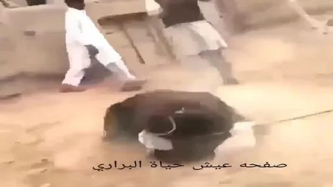 CLIP: Chó ngao đơn độc "tử chiến" gấu đen, cái kết bất ngờ khiến người xem ngỡ ngàng