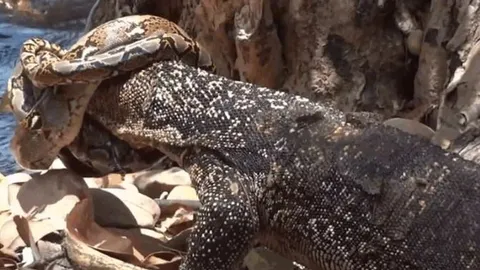 CLIP: Bị trăn gấm siết chặt đầu, kỳ đà lật ngược tình thế ở phút chót, ăn thịt luôn đối thủ