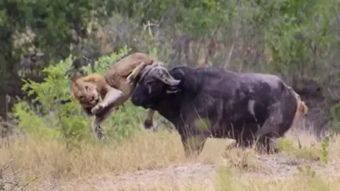 CLIP: Bị 2 con sư tử truy sát, trâu rừng nổi điên húc trọng thương chúa tể đồng cỏ
