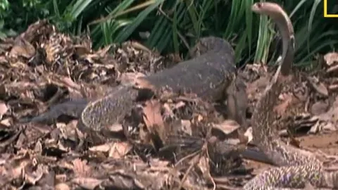 CLIP: Lẻn vào ăn trộm trứng của rắn hổ mang chúa, kỳ đà bị rắn độc truy sát
