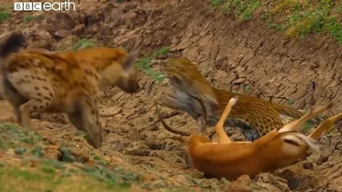 CLIP: Vừa săn được linh dương, báo hoa mai bị linh cẩu 'tranh công' nhưng cái kết của con mồi mới 'sốc'