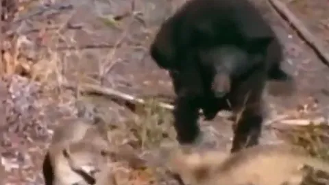 CLIP: 'Lỡ tay' tát báo sư tử con, gấu đen lập tức 'nhận quả báo' từ phụ huynh kẻ thù