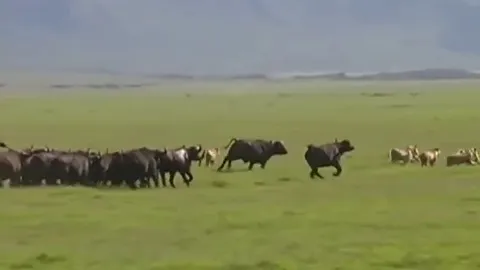 CLIP: Đàn trâu rừng nổi điên truy sát bầy sư tử và cái kết 'muối mặt' cho chúa tể đồng cỏ