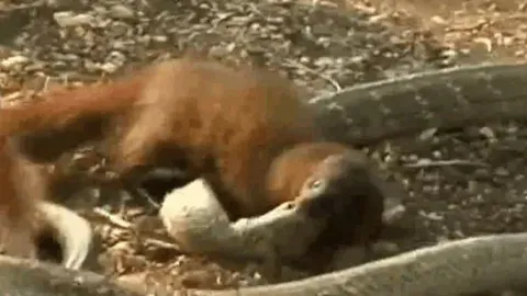 CLIP: Đụng độ cầy mangut, rắn hổ mang chúa 'khủng' bị cắn nát đầu