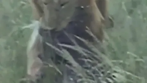 CLIP: Sư tử bất chấp đau đớn, liều mình săn nhím đầy gai