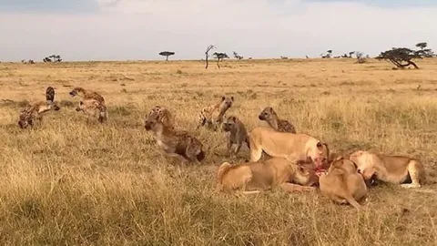 CLIP: ‘Hung thần vùng đồng cỏ’ bất ngờ xuất khiến khiến bầy linh cẩu bỏ chạy trối chết
