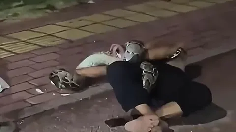 CLIP: Say rượu nằm giữa đường, người đàn ông bị con trăn nặng 30kg siết chặt và cái kết