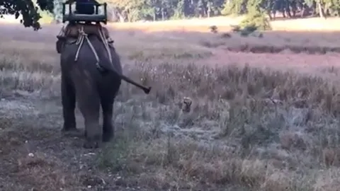 CLIP: Hung hăng lao ra hù dọa voi đang chở người, hổ nhận cái kết khó tin