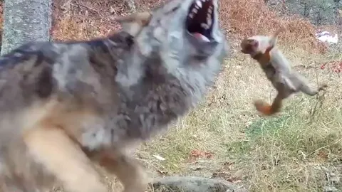 CLIP: Đụng độ chó sói, sóc nỗ lực chống trả và cái kết