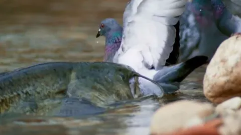 CLIP: Đang tắm mát, bồ câu bỗng nhiên bị ‘quái thú khổng lồ’ từ dưới sông lao lên đoạt mạng