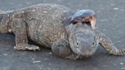 CLIP: Bị rắn hổ mang cắn trúng cổ, kỳ đà vẫn chẳng hề hấn gì