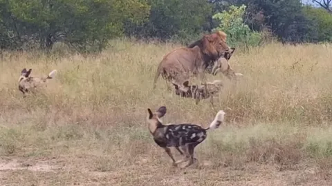 CLIP: Sư tử đực tấn công chó hoang, cả bầy lao vào cứu đồng loại trong tuyệt vọng