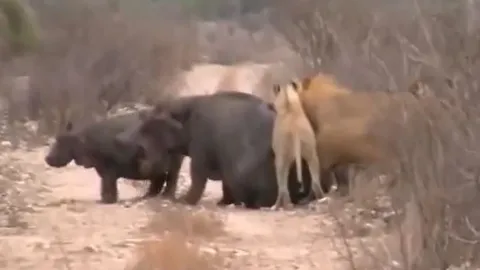 CLIP: Bị sư tư cắn xé, mẹ con hà mã làm ra hành động 'gây sốc'