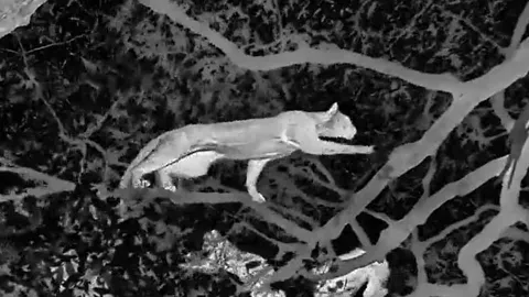 CLIP: Nửa đêm, báo hoa mai leo cây săn khỉ đầu chó và cái kết khó tin