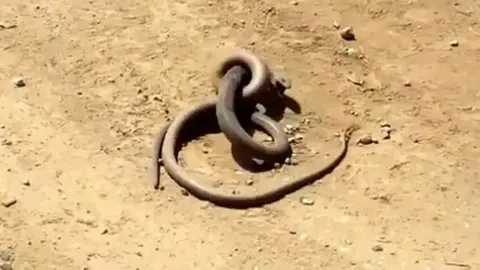 CLIP: Cuộc tử chiến nghẹt thở giữa hai con rắn hung dữ