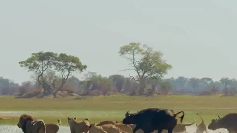 CLIP: Bị đàn trâu rừng truy đuổi, bầy sư tử liều lĩnh vượt sông đầy cá sấu