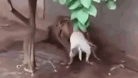 CLIP: Thấy hổ bị xích, chó pitbull lao lại tấn công rồi phải bỏ mạng