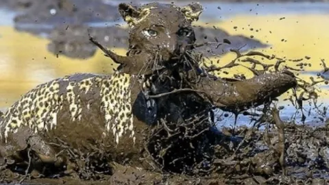 CLIP: Báo hoa mai tóm gọn cá trê 'khủng' giữa vũng bùn