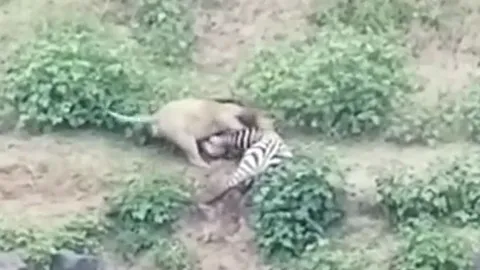 CLIP: Vừa thoát khỏi hàm cá sấu, ngựa vằn lại đụng độ sư tử và cái kết kịch tính