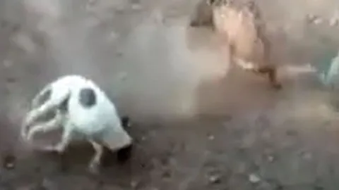 CLIP: Bị chó Pitbull truy sát, lợn rừng nổi điên tấn công ngược lại kẻ thù và cái kết