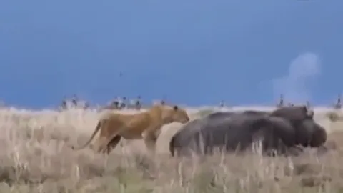 CLIP: Những pha tấn công mãnh liệt của “quái thú đầm lầy” – Hà mã