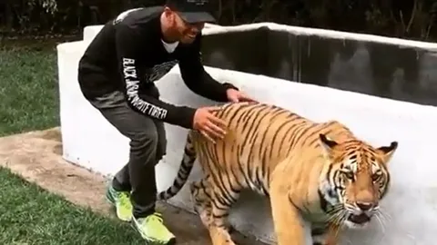 CLIP: Phản ứng siêu dễ thương của chú hổ khi bị "dọa"