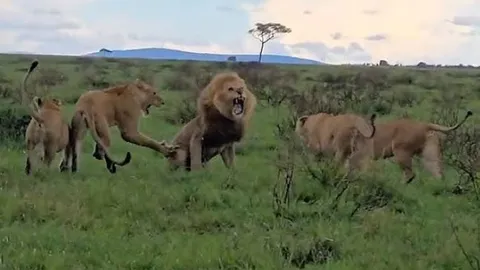 CLIP: Sư tử đực bị đàn sư tử cái 'tẩn nhừ tử'