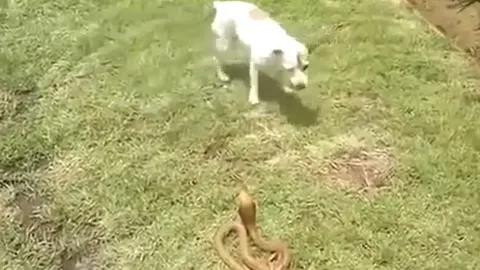 CLIP: Đụng độ rắn hổ mang, chó nhà 'tung chiêu độc', dễ dàng hạ gục đối thủ