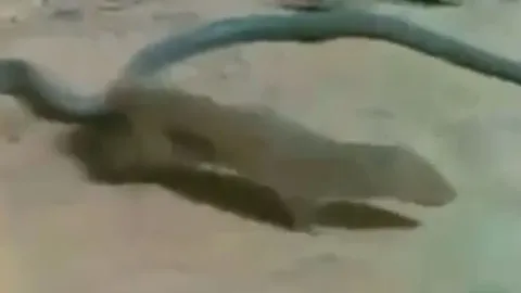 CLIP: Vừa đụng độ đã lao tới cắn rắn hổ mang, cầy Mangut bị kẻ thù tiêm nọc độc và cái kết