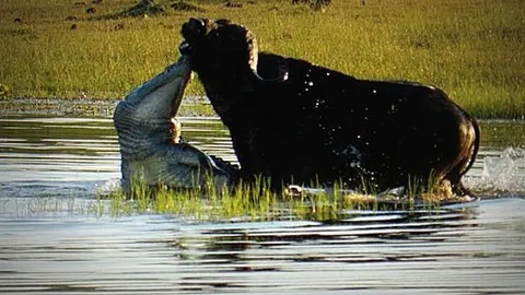 CLIP: Cá sấu ra đòn bất ngờ, tóm gọn trâu rừng trong 'một nốt nhạc'