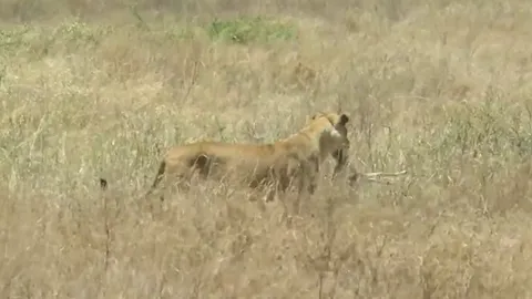 CLIP: Sư tử cái phục kích tinh vi, hạ gục linh dương Impala trong chớp mắt