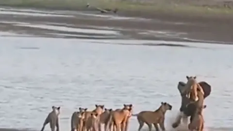 CLIP: Bị đàn sư tử cắn xé, voi vẫn tạo nên kỳ tích