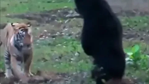 CLIP: Đụng độ gấu đen, hổ làm ra hành động đáng xấu hổ