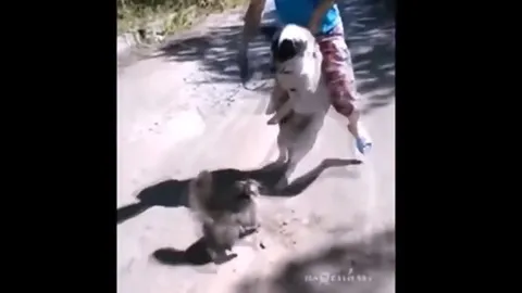 CLIP: Khi mèo nổi loạn, những pha “phản công” khiến chó phải chạy dài