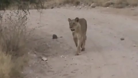 CLIP: Sư tử cái tàn nhẫn hành hạ khỉ đầu chó non