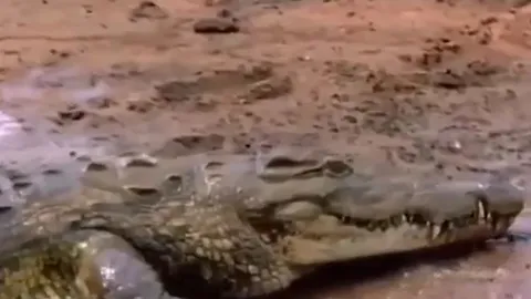 CLIP: Mãn nhãn trước màn phi thân săn mồi đỉnh cao của cá sấu sông Nile