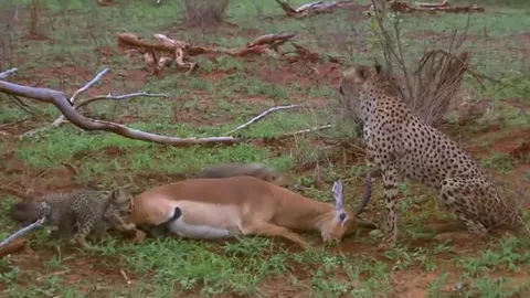 CLIP: Diễn cảnh giả chết để đánh lừa báo săn, linh dương liệu có thoát thân được?