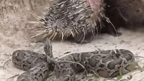 CLIP: Đi quá hóa liều, trăn gấm đi săn nhím rồi nhận cái kết thê thảm