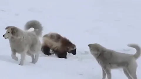 CLIP: Chồn sói Wolverine một mình chống lại hai con chó nhà và kết cục khó tin