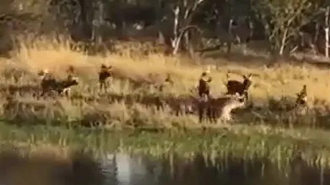 CLIP: Linh cẩu vội vã bỏ chạy xuống nước khi bị chó hoang châu Phi