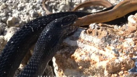 CLIP: Rắn Indigo nuốt chửng rắn chuột sau cuộc chiến khốc liệt