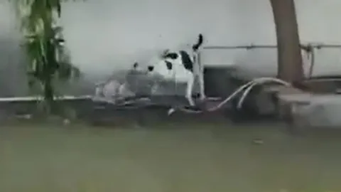 CLIP: Chó Pitbull điên cuồng cắn xé rắn hổ mang, giải cứu đám trẻ khỏi nguy hiểm