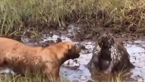 CLIP: Ỷ to bắt nạt nhím, chó Pitbull nhận về cái kết đầy đau đớn