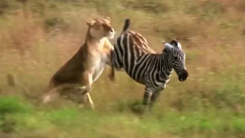 CLIP: Tưởng ngựa vằn con dễ ăn, sư tử bất ngờ nhận ‘trái đắng’ khó tin