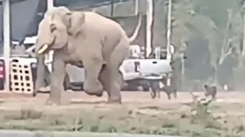 CLIP: Bị chó nhà truy đuổi, voi rừng vội vã co giò bỏ chạy