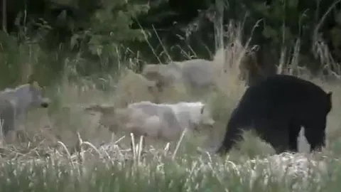 CLIP: Đàn sói liều mạng chiến đấu với gấu đen để bảo vệ con và cái kết