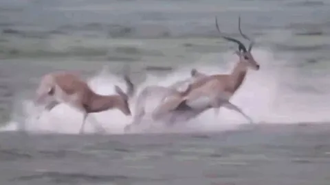 CLIP: Đang mải mê húc nhau, linh dương Impala bị sư tử tập kích bất ngờ và kết cục 'thót tim'